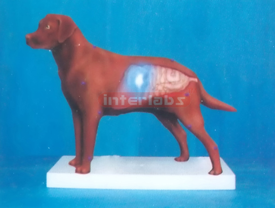 ELECTRON LIGHTING DOG ANATOMICAL DEMONSTRATION MODEL